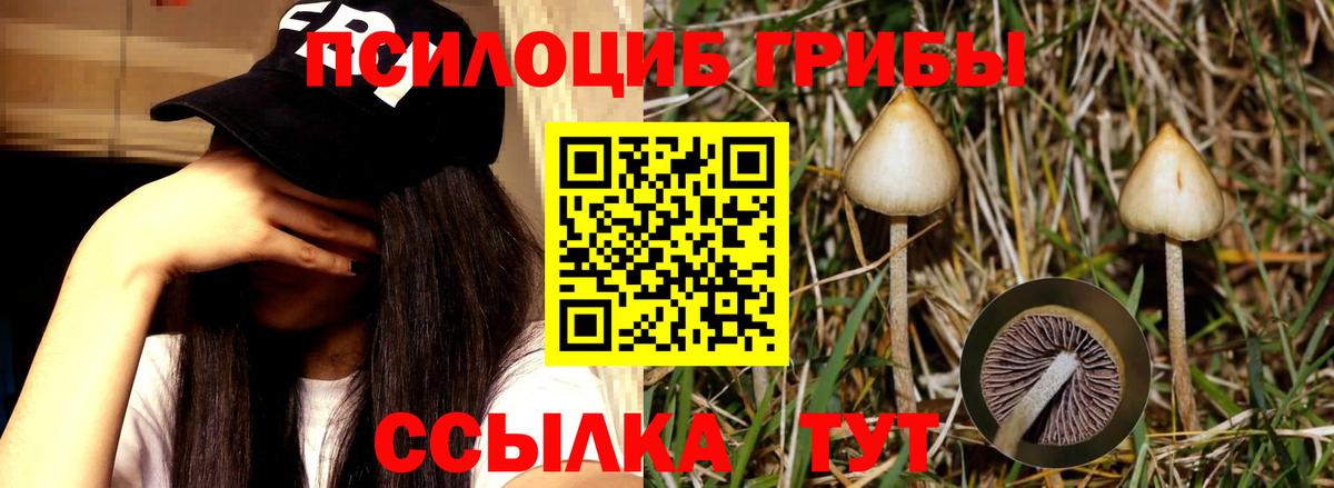 Галлюциногенные грибы мицелий Калач-на-Дону